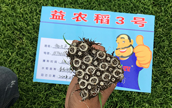 13-益农稻3号.jpg