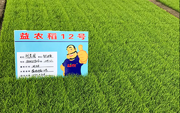 14-益农稻12.jpg